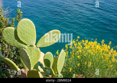 Kaktusbirne (Opuntia polyacantha) und gelbe gemeinsame Blüte (C.scoparius), die auf einem steilen Küstenhang an der Amalfiküste, Italien, blüht Stockfoto