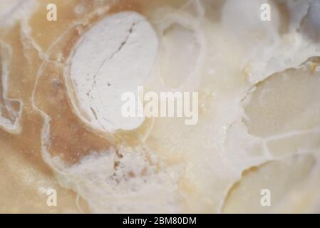 Nahaufnahme abstrakte Natur Textur der Muschel. Wunderschönes Ornament. Stockfoto