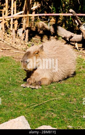 Eine Capybara oder ein großes Meerschweinchen, das in der Sonne liegt. Diese großen Kreaturen sind in Südamerika zu finden und genießen Sie ein Bad in einem Fluss. Stockfoto