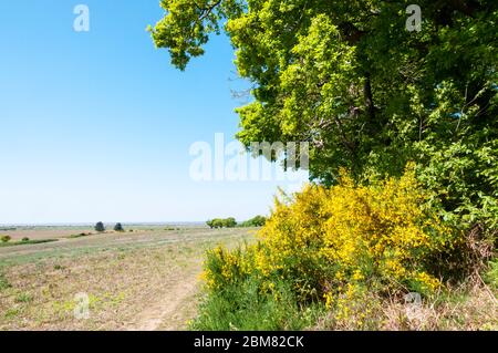 Besen, Cytisus scoparius, wächst auf einem Norfolk-Feldrand. Stockfoto