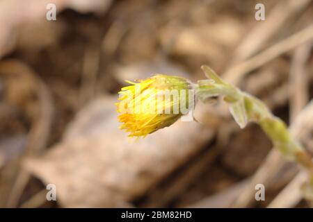 Nicht blühende Knospe gelbe Coltsfoot Blüten auf einem Hintergrund von trockenem Gras. Die ersten Frühlingspflanzen. Stockfoto
