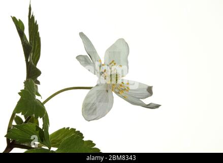 Einzelne Blume einer Anemone nemorosa, fotografiert vor einem rein weißen Hintergrund Stockfoto