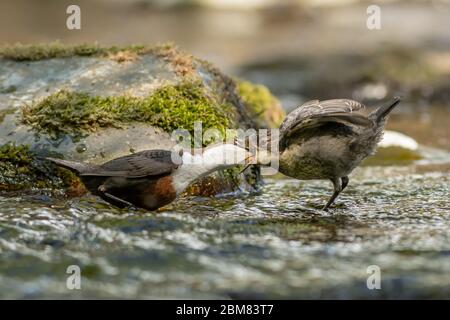 Wasserpfäher (Cinclus Cinclus) Erwachsene Wasserpfäher Fütterung juvenile auf dem Fluss Dyfi. Stockfoto