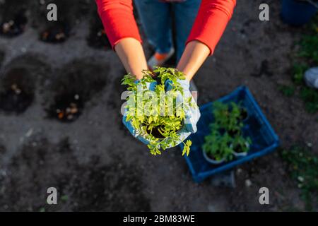 Draufsicht auf eine weibliche Hände mit grünen Pflanzen Stockfoto