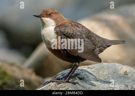 Dipper (Cinclus Cinclus) thront auf einem Felsen im Fluss Dyfi. Stockfoto