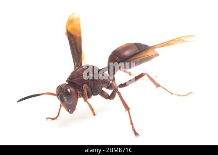 Polistes Carolina, Papierwasp, Rotwasp isoliert auf weißem Hintergrund Stockfoto