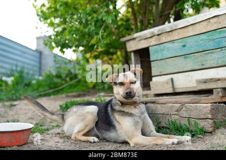 Junge schöne Hund liegt in der Nähe der hölzernen hundehütte Stockfoto