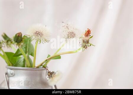 Bouquet von frischen weißen flauschigen Löwenzahn in einem alten Vintage-Aluminium-Dose, zarten Hintergrund, Konzept des Frühlings, Sommer Stockfoto