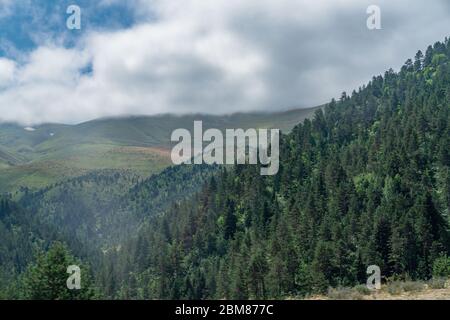 Nebliger Wald und Berge. Schwarzes Meer / Karadeniz Region der Türkei Stockfoto