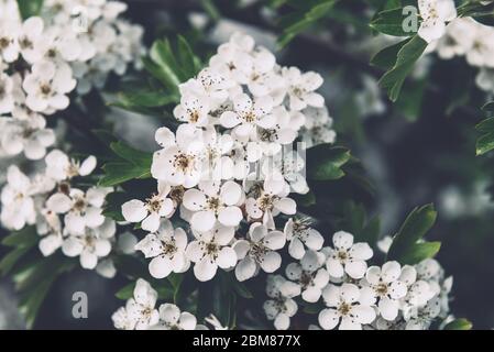 Blühender Baum mit weißen Blüten Stockfoto