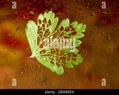 Stachelbeerblatt und lebende Stachelbeersäge (Gartenpest) Raupen natürliche Tierwelt Stockfoto