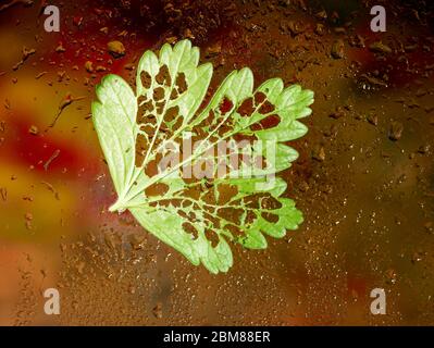 Stachelbeerblatt und lebende Stachelbeersäge (Gartenpest) Raupen natürliche Tierwelt Stockfoto