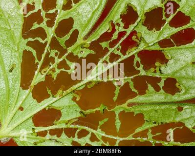 Stachelbeerblatt und lebende Stachelbeersäge (Gartenpest) Raupen natürliche Tierwelt Stockfoto