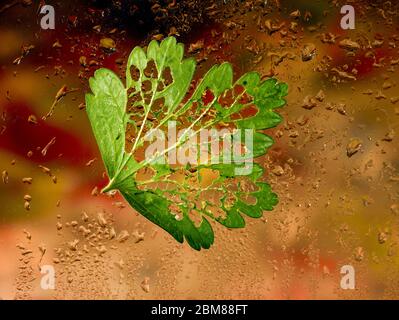 Stachelbeerblatt und lebende Stachelbeersäge (Gartenpest) Raupen natürliche Tierwelt Stockfoto