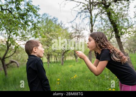 Brünette Mädchen weht auf weißen Löwenzahn auf ihren kleinen Bruder Stockfoto