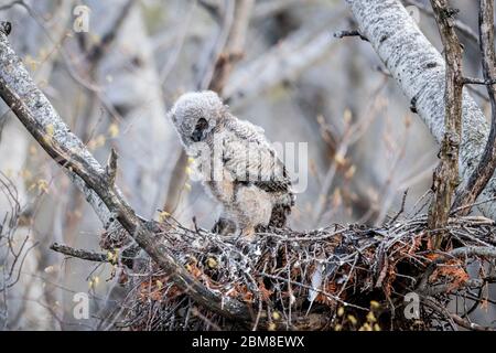 Ein wilder, nistender Eulenkeule (Bubo Virginianus), etwa 3-4 Wochen alt, Teil der Strigiformes-Ordnung und der Strigidae-Familie. Stockfoto