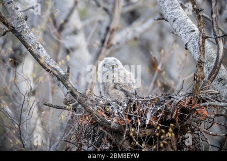 Ein wilder, nistender Eulenkeule (Bubo Virginianus), etwa 3-4 Wochen alt, Teil der Strigiformes-Ordnung und der Strigidae-Familie. Stockfoto