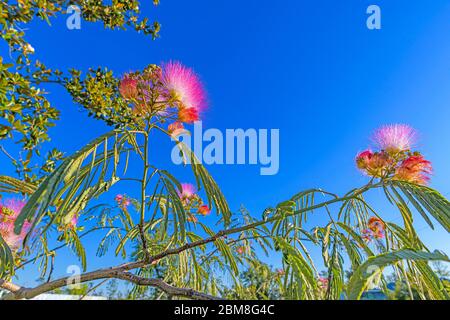 2020 Weitwinkelmakro aus Mimosazweig und Blüten im Frühling Stockfoto