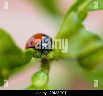 Detail eines roten Marienkäfers, der eine Blattlaus mit grünem Hintergrund verschlingt Stockfoto