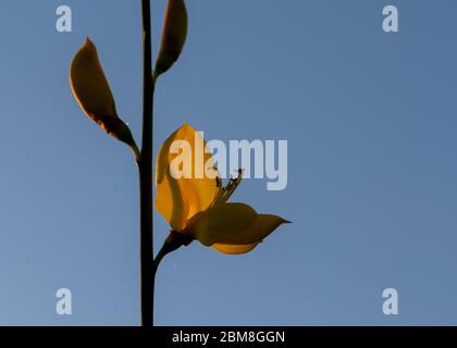 Sanft gelbe Genista Blume durch Abendlicht Stockfoto