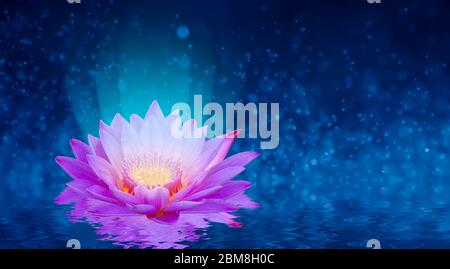 Lotus Pink Violett schwimmende Licht funkeln lila Hintergrund Stockfoto