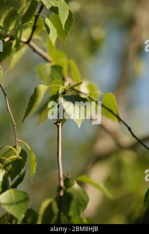 Junge Birke Blätter auf den Zweigen Nahaufnahme Stockfoto