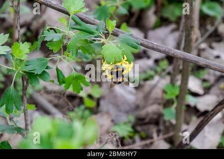 Große Hummel auf den Blüten der Johannisbeere. Bestäubung der Blumen mit Hummeln. Stockfoto