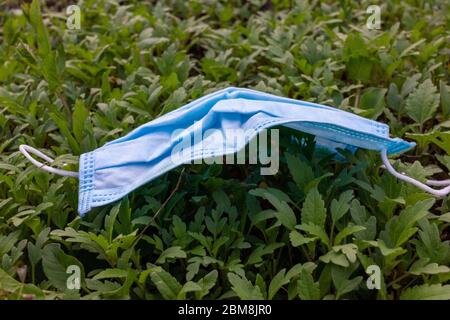 Weggeworfene Gesichtsmaske, die zum Schutz der Verbreitung des auf dem Gras liegenden Coronavirus verwendet wird, stellt Gesundheitsrisiken dar und verschmutzt die Umwelt Stockfoto