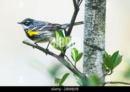 Rüden-Gelbrumpelwaldsänger im Brutgefieder während der Frühjahrswanderung Stockfoto