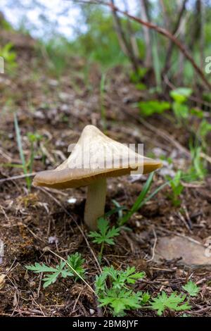 Lamellarer Pilz auf dem Rasen im Frühjahr Unterholz. Kleiner Pilz von unten gesehen (sichtbare Lamellen des Pilzes). Stockfoto