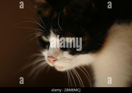 Niedliche dreifarbige Katze Porträt Nahaufnahme, Seitenansicht Stockfoto