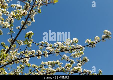 Birnenbaum Frühling zarten Zweigen mit weißen Blüten blüht im Garten mit grünen Blättern und blauen Himmel Hintergrund. Stockfoto