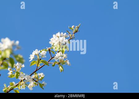 Birnenbaum Frühling zarte weiße Blumen Zweig blüht im Garten auf sauberen blauen Himmel Hintergrund. Leerzeichen für Kopie Stockfoto