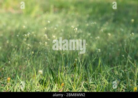 Grün frisch verschiedene Arten Frühling Wildgras mit kleinen Blumen in hellen Farben Szene Nahaufnahme mit verschwommenem Hintergrund Stockfoto