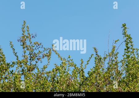 Grüner Berberis, Berberbeerstrauch mit trockenen Samen und Blütenknospen an Ästen. Garten isoliert grüne Blätter auf blauen sonnigen Himmel Stockfoto