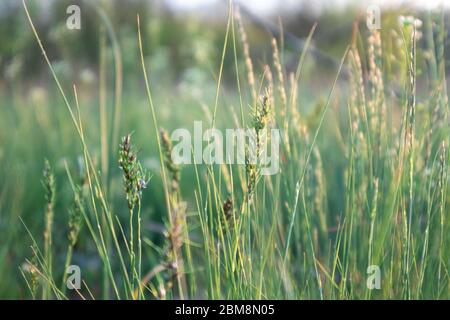 Grün frisch kann Wildgras, dünne Strohhalme klingen mit kleinen Blüten in hellen goldenen Stunde Farbe Szene Nahaufnahme Hintergrund Frühling Stockfoto