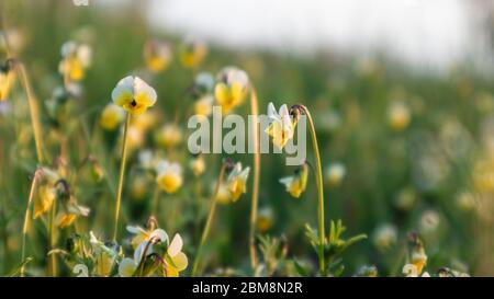 Feld Mini Veilchen kleine weiße und gelbe Blumen Gras Makro Nahaufnahme Sonnenlicht durch mit verschwommenem Hintergrund Stockfoto