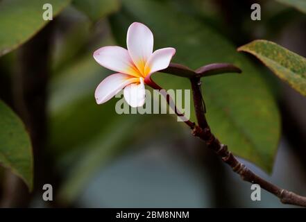 Schöne Pflanzen draußen im Park. Eine blühende Frangipani Blume auf dem Baum, in lebendigen Farben. Stockfoto