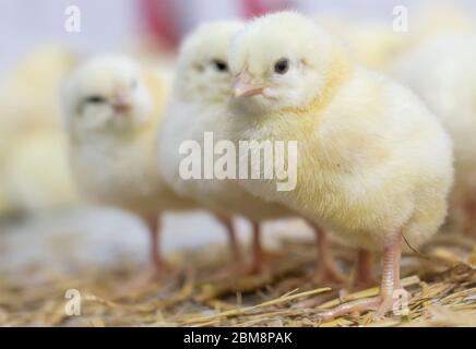 Aufzucht Broiler Hühner zu Hause, Home Farm. Junge Küken, die gerade geschlüpft sind. Selektiver Fokus. Stockfoto