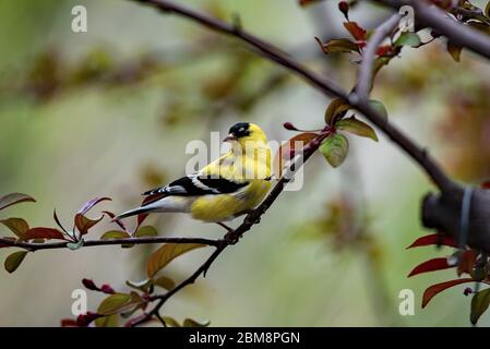 Männlicher Goldfink (kleiner Goldfink) in einem Krabbenapfelbaum auf der Suche nach einem Partner. Diese winzigen, aber schönen Vögel werden von Hinterhoffütterer angezogen. Stockfoto
