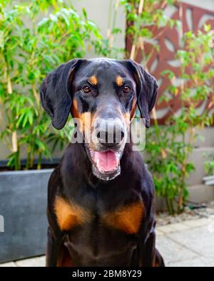 Dobermann Hund draußen sitzen und die Kamera mit offenem Mund betrachten, sieht glücklich und entspannt aus Stockfoto