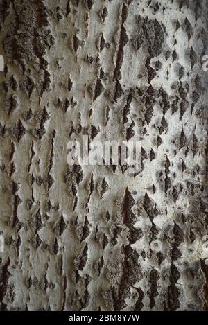 Rinde aus silberner oder weißer Pappel (Populus alba) Stockfoto