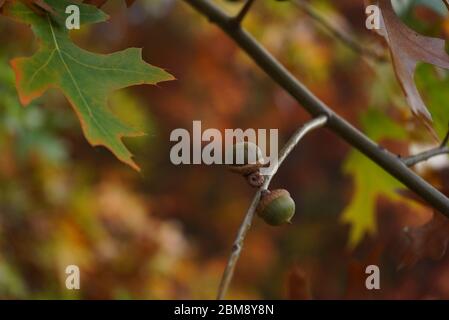 Eicheln aus Eichenholz (Quercus palustris) Stockfoto