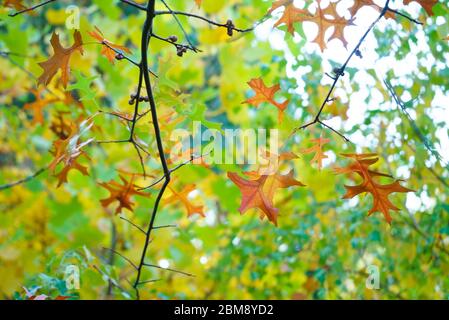 Herbstlaub auf Nadeleiche (Quercus palustris) Stockfoto