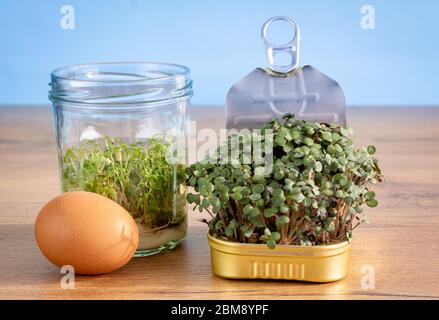 Recyceltes Glas und wiederverwendetes Blech verwendet, um Salat Grüns auf der Theke mit Ei wachsen, Null Abfall, wachsen Sie Ihre eigenen Lebensmittel, nachhaltiges Wohnkonzept Stockfoto