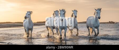 Weiße Pferde sind galoping im Wasser alle über das Meer in der Camargue, Frankreich. Stockfoto