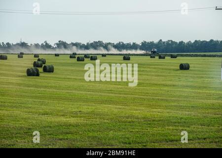 Feld mit Heuballen. Heu für die Fütterung von Tieren vorbereiten. Neu abgeschrägte Heuschnupfen in Ballen auf dem Feld. Stockfoto