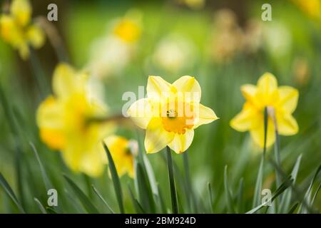 Schöne, frische gelbe Narzissen, die im Park wachsen mit Bokeh-Lichtern, Makroaufnahme Stockfoto