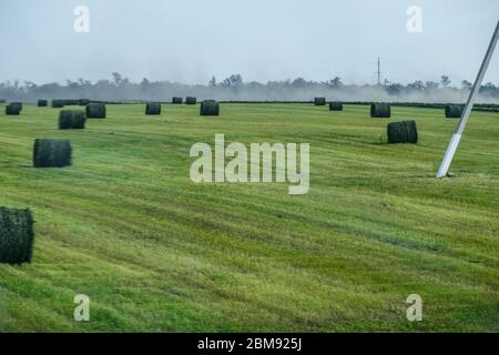 Feld mit Heuballen. Heu für die Fütterung von Tieren vorbereiten. Neu abgeschrägte Heuschnupfen in Ballen auf dem Feld. Stockfoto