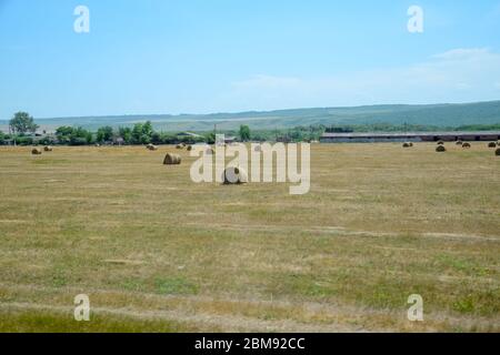 Feld mit Heuballen. Heu für die Fütterung von Tieren vorbereiten. Neu abgeschrägte Heuschnupfen in Ballen auf dem Feld. Stockfoto